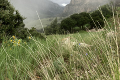 IMG_1137-Copy