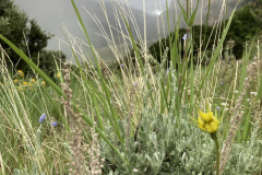 IMG_1138-Copy